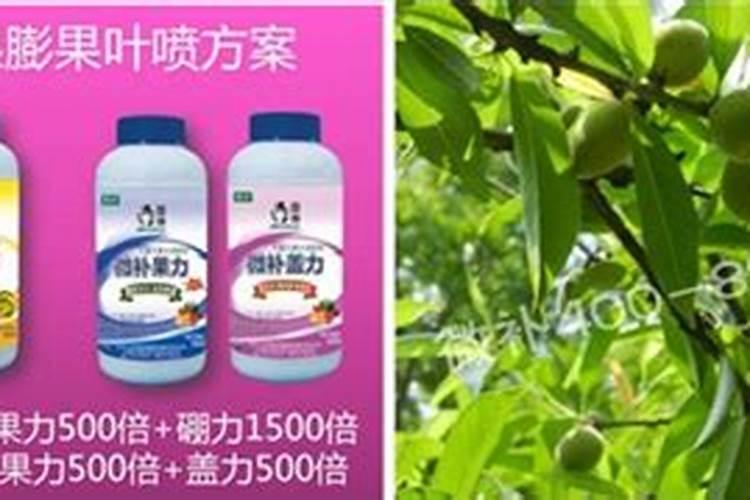 桃树硬核期需要追肥吗？追什么肥料效果好呢？