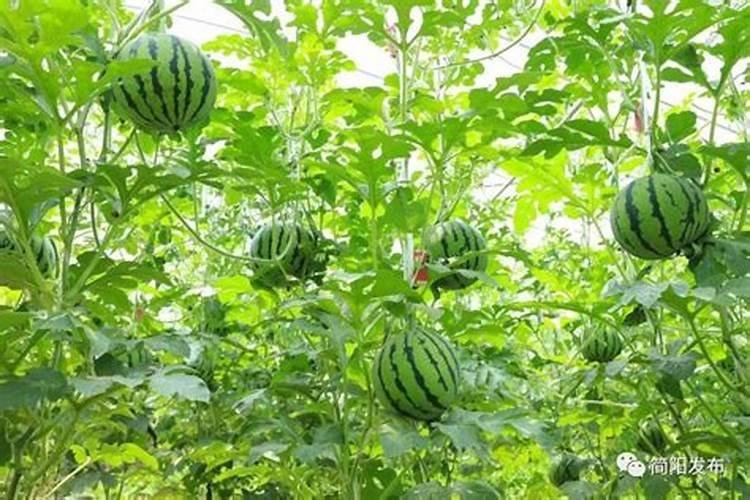 种植大棚麒麟西瓜用撒可富复合肥好还是洋丰复合肥好？