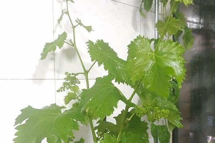 施什么肥白菜长的最茂盛