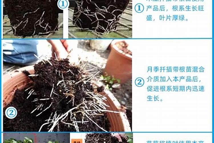 月季要施什么肥料