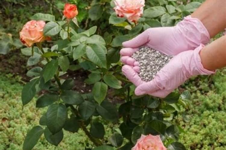 给月季和栀子花咋样施磷酸二氢钾肥