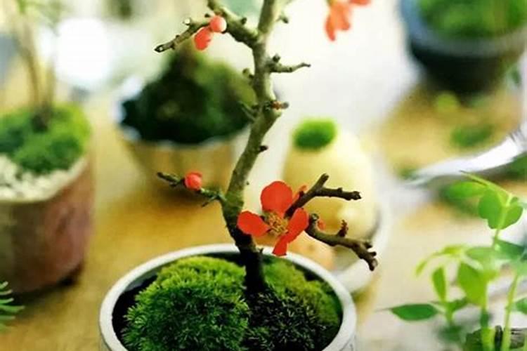 苔藓能浇生根粉液吗？