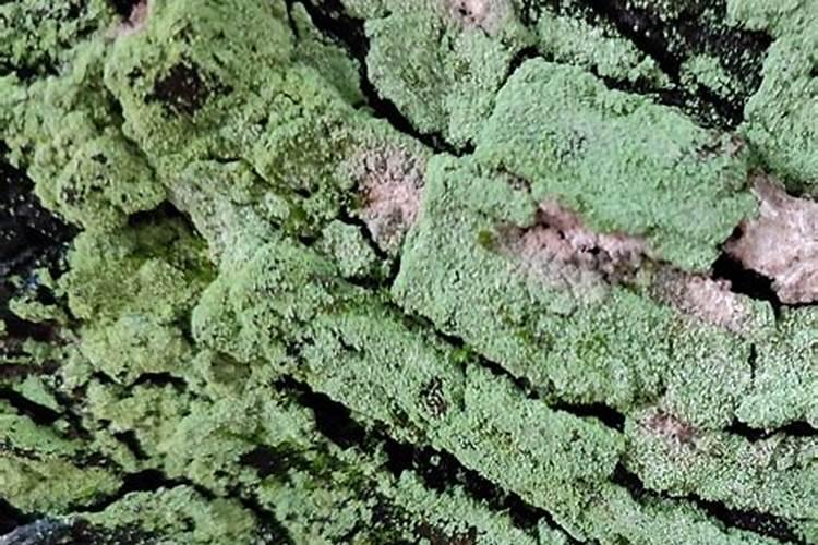 蝴蝶兰用的苔藓可以用生根粉泡吗
