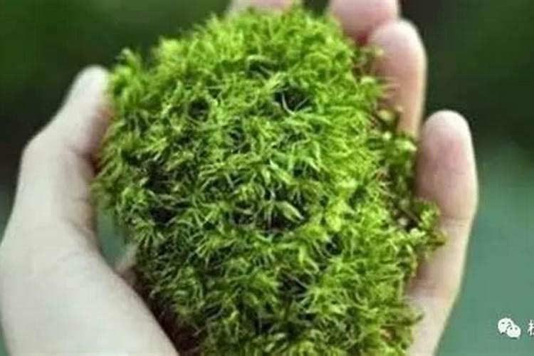 干苔藓可以促植物生根吗？