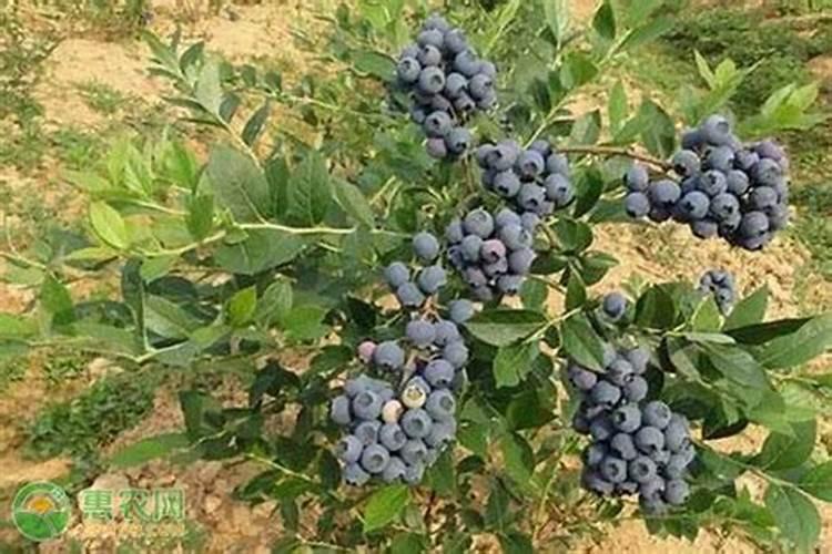蓝莓开花期怎样浇水施肥
