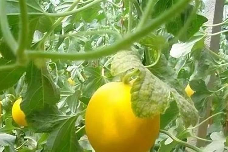 东方蜜(甜瓜)烂根