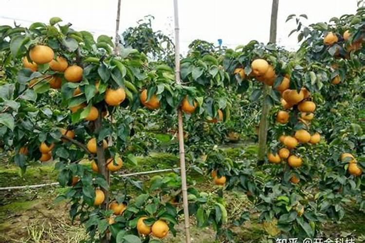 梨树用什么肥料最好