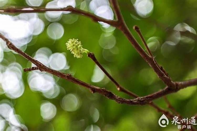 适合棉花的肥料种类主要有几种？