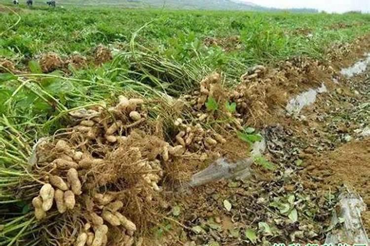 花生施什么肥料最好