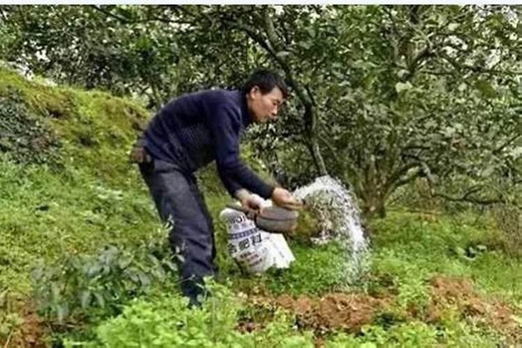 柑橘苗叶面肥施药方法