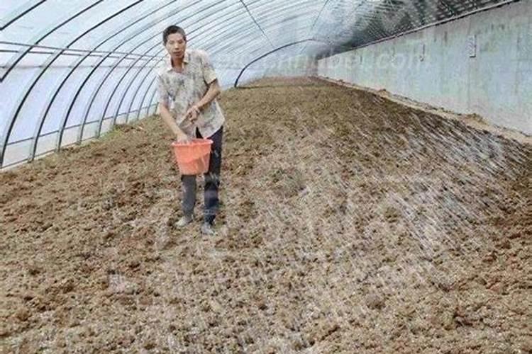 钾肥是什么肥料钾肥能提高苹果的色度吗？