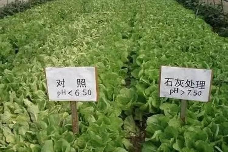 品种？磷肥有哪些种类？