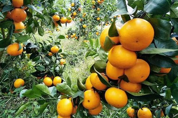 玉米种植之际,肥料应该怎么去安排使用？