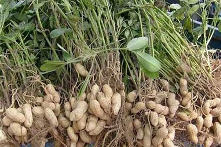 花生施什么肥料最好