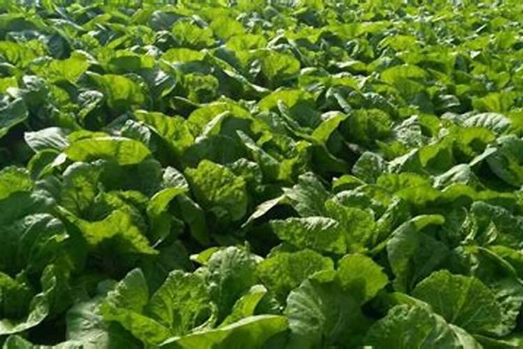 大白菜用什么肥料追肥(上几次肥最好,什么时候用肥)