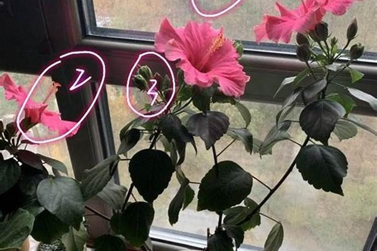 扶桑花养护管理的方法,有什么注意事项