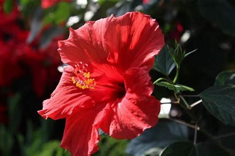 扶桑花怎么养