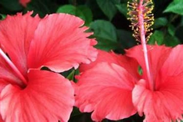 扶桑花夏季怎么养 有哪些方面需要注意