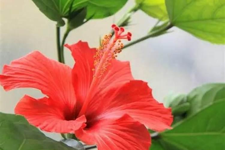 扶桑花怎么养