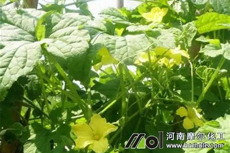 栀子花用什么肥料