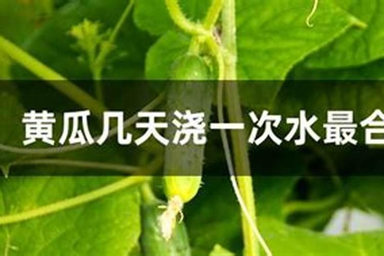 黄瓜生长期施什么肥,肥害会出现什么症状
