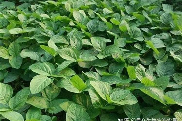 磷酸二氢钾叶面肥有什么作用