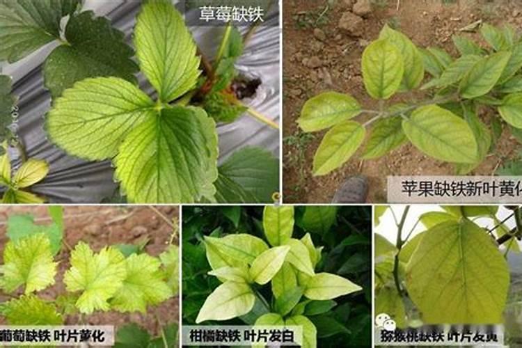 枣树开花结果初期施什么肥
