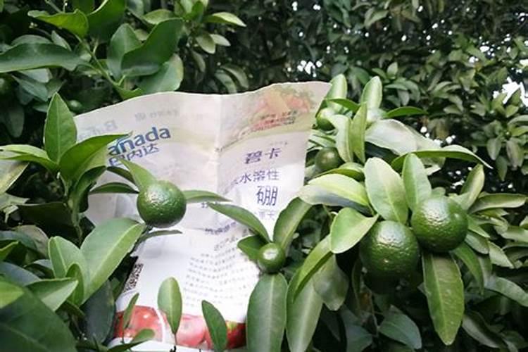 硼肥用量过多怎么办