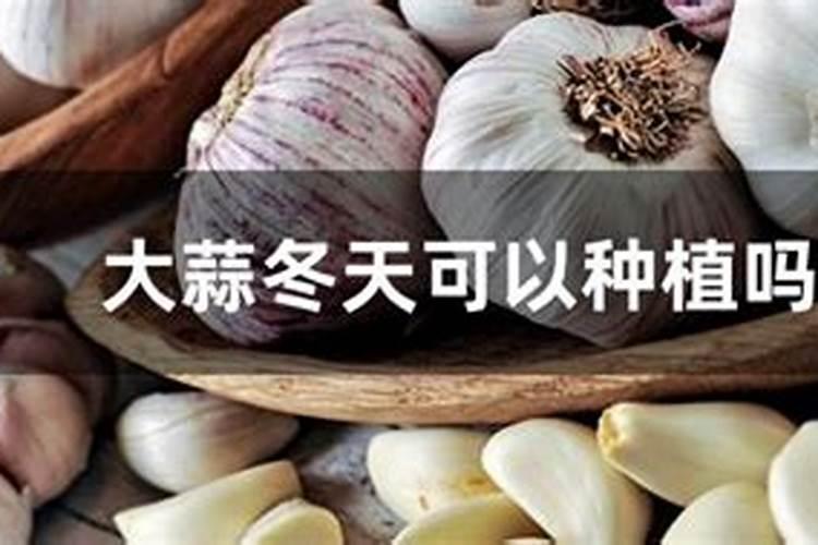 进入冬天之前大蒜幼苗能打叶而沃叶面肥吗？