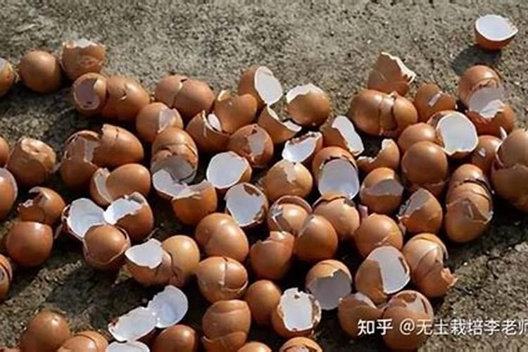 鸡蛋壳加白醋发酵几天能成钙肥？