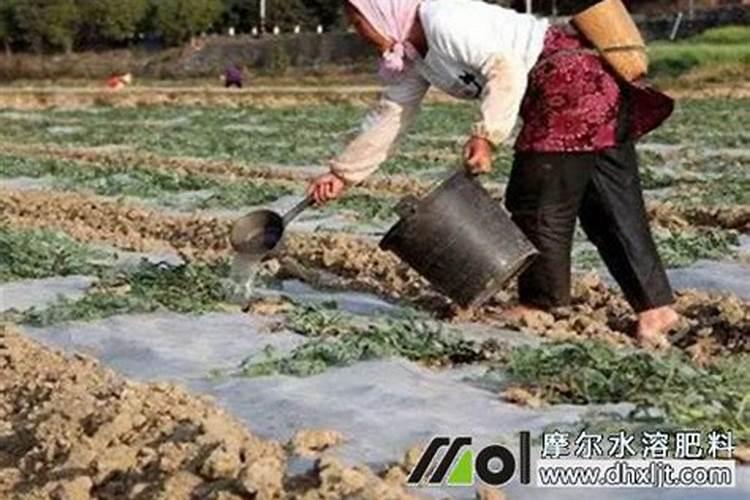 西瓜专用叶面肥有哪些