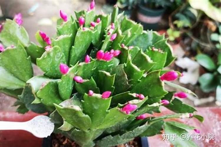 蟹爪兰花期多长时间 开花多久凋谢