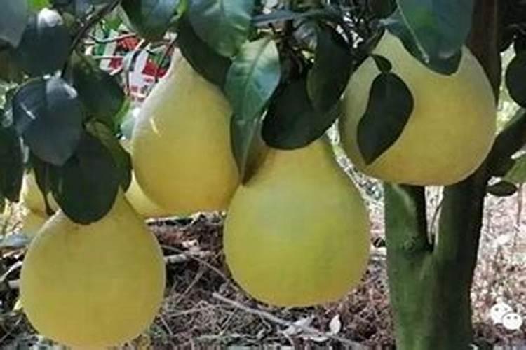 沙田柚在着色期的时候施肥时间是什么时候？还有施什么样的肥料科学？
