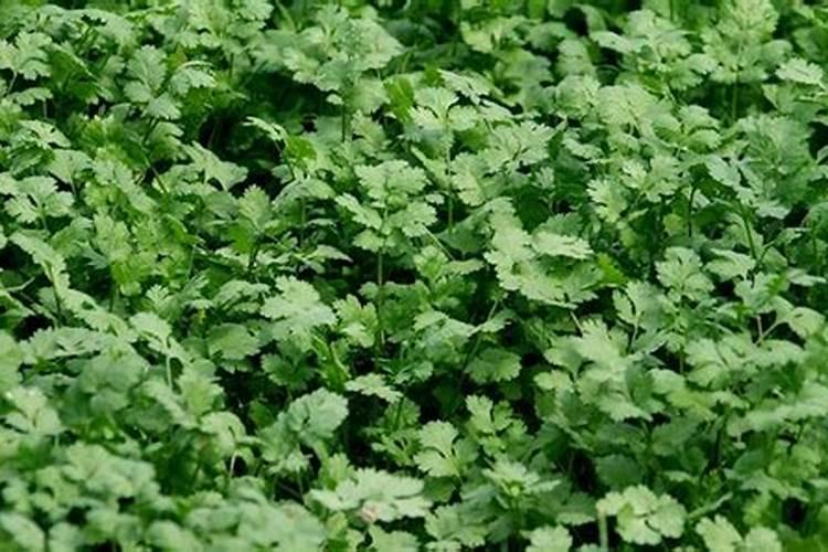 过期蜂蜜千万别扔11种用途