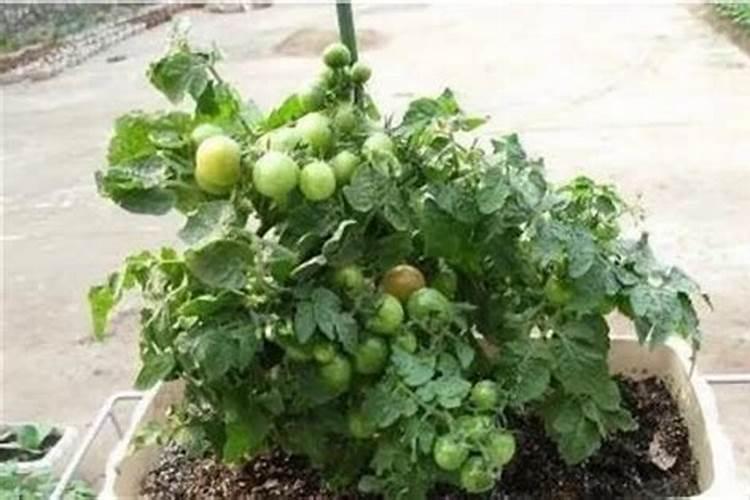 土豆是一种粮食兼用型的蔬菜,种植土豆,该如何进行浇水呢？
