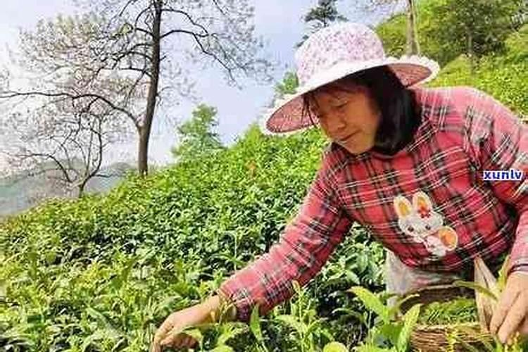 蜂蜜叶子能吃吗 吃蜂蜜的好处和坏？