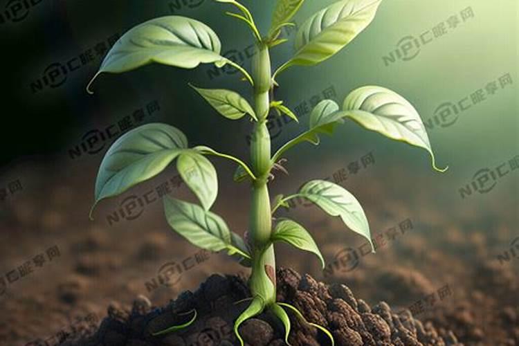 在种植黄豆的时候,为什么底肥不能施得太多呢？