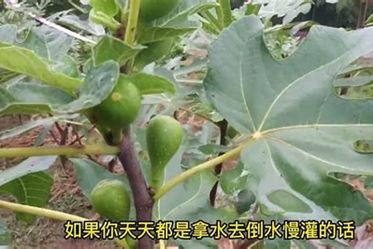 小麦追什么肥最好