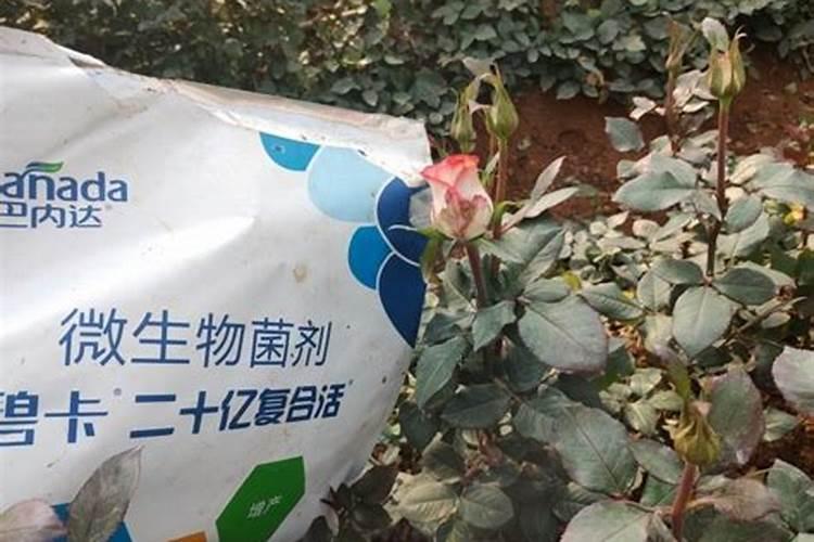 玫瑰怎么施肥
