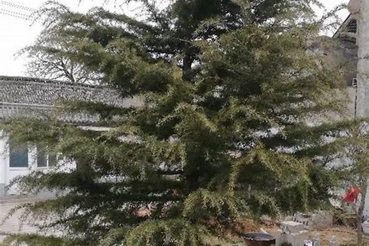 高十米直经40园的大油松移栽后如何管理成活率高？