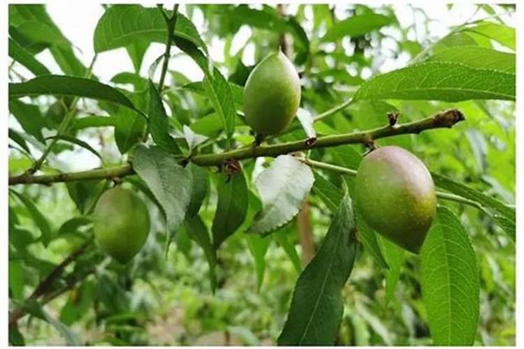 果树施肥后什么时候浇水好 果树施肥后浇水的时间