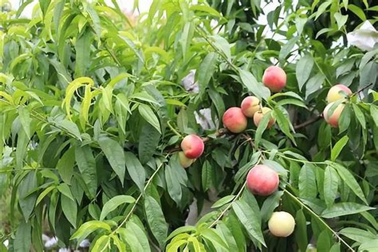 芒果施什么肥