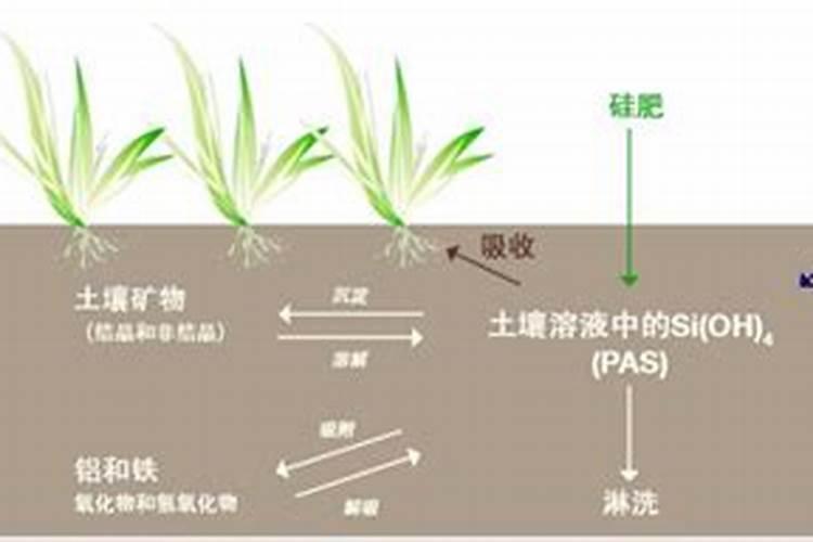 甘蔗肥害上化肥过量导至甘蔗不长怎么办？