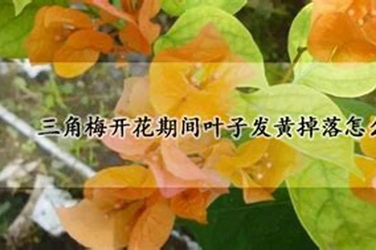 三角梅叶子不绿而且疯涨是咋回事？