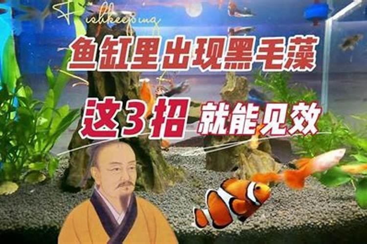 君子兰用深海鱼蛋白浇花可以吗