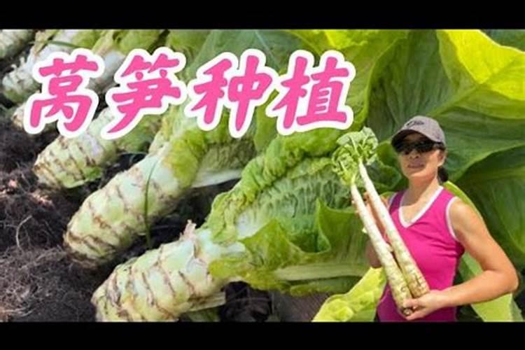 哪种肥料施加给莴笋能使其又粗又大