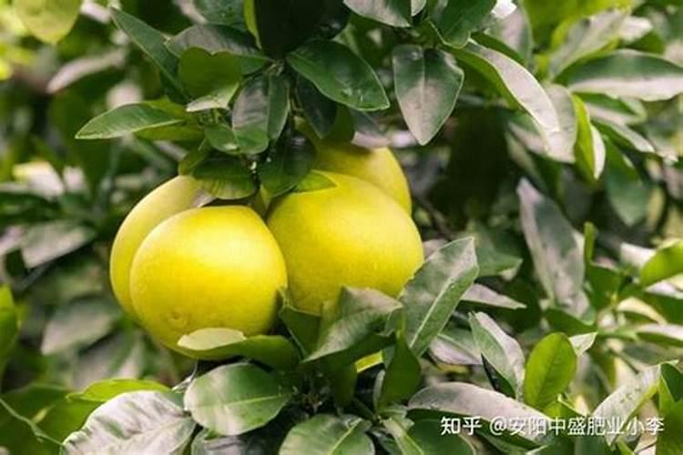 柚子有几个品种？哪个品种好吃？