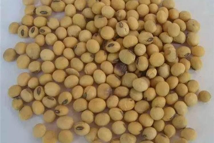 黄豆发酵后是磷钾肥吗