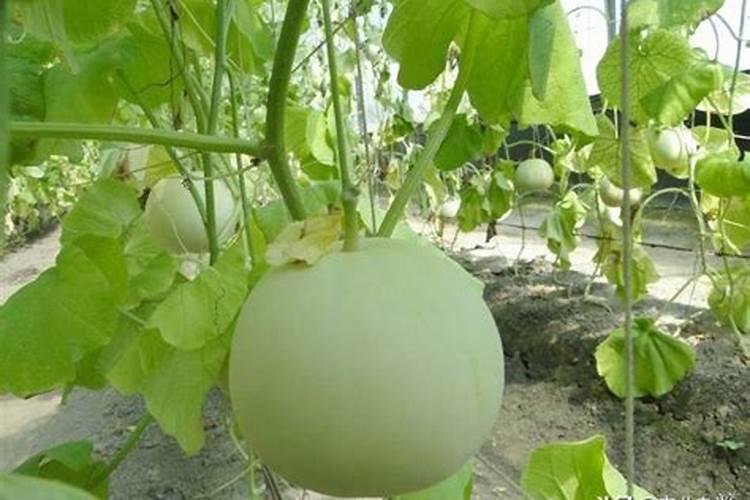 香瓜冲施肥上多了根感觉好像烧了怎么办？