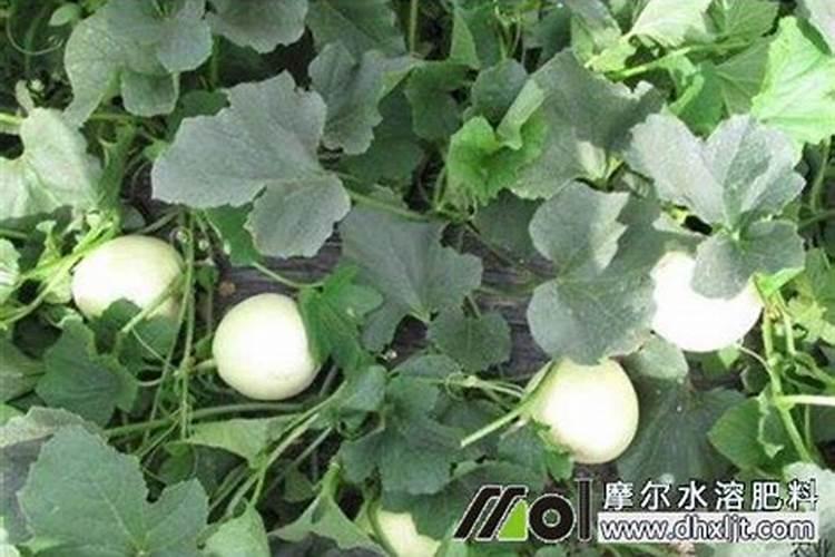 香瓜种下去多久施肥